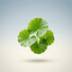 Centella Asiatica